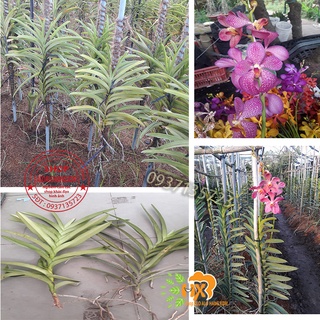 combo 2 cây lan mokara màu hồng cây giống cao từ 25-35cm