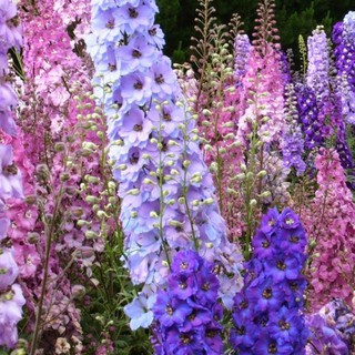 Hạt giống hoa Phi yến (violet) mix
