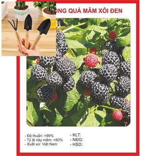 Hạt giống Cây Mâm Xôi Đen 30 Hạt TẶNG BỘ LÀM VƯƠN MINI