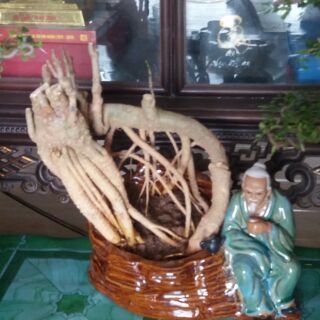 Đinh Lăng Bonsai