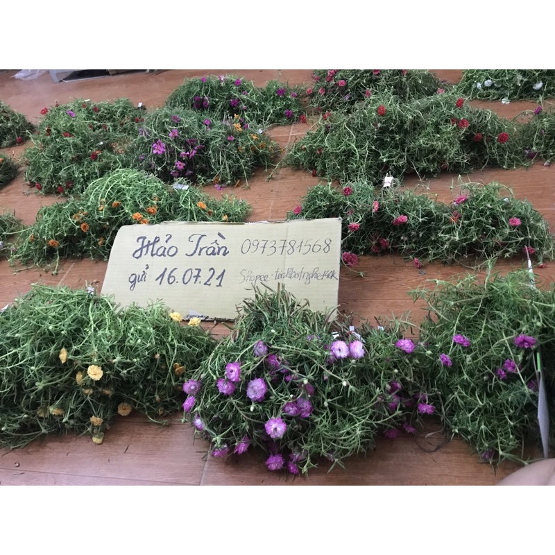 1kg hoa mười giờ kép 16 màu