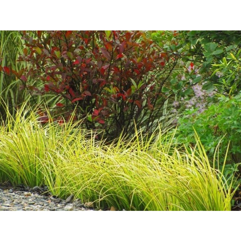 Chậu cứng Acorus gramineus Pusillus- Thạch xương bồ