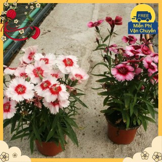 Hạt Giống Hoa Cẩm Chướng Đơn Mix