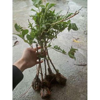 [FREESHIP - Xả Khô Máu] giấy  thái  leo  tường