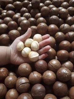 Mắc Ca Sạch Nứt Vỏ Lai Châu (1kg /300k)