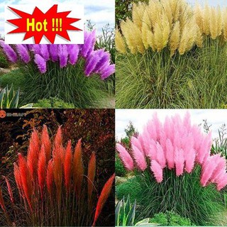 GÓI 10 Hạt Giống Cỏ Bông Lau Mỹ Mix Hồng Trắng TÍM