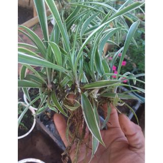 10 Cây giống Mẫu tử. Xanh trắng, trắng xanh