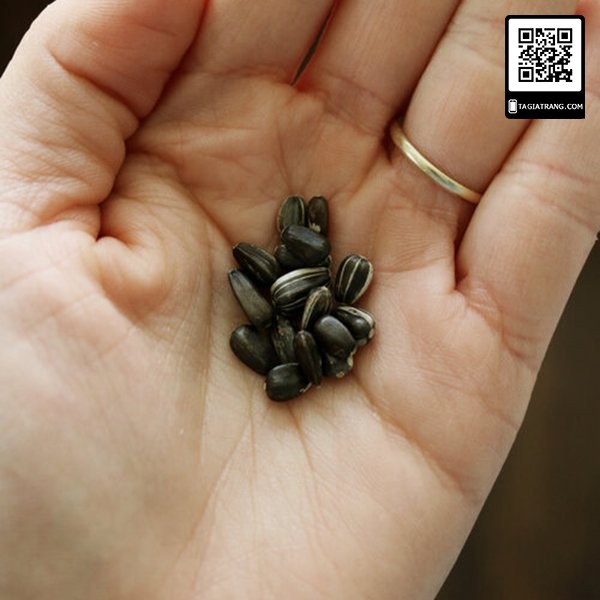 Hạt giống hướng dương lùn