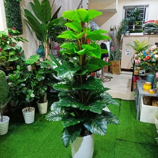 Cây Trầu Bà Đẹp Cao 1m6, 63 lá Hàng loại 1 - Ko kèm chậu