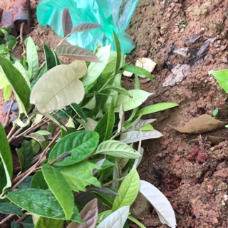 10 cây trà vàng Tam đảo