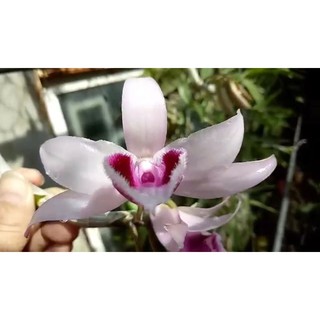 Cây Giống Lan Giả Hạc ĐakLei