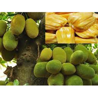 Cây giống mít nghệ tứ quí
