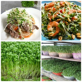 20g Hạt giống Rau mầm Dinh Dưỡng
