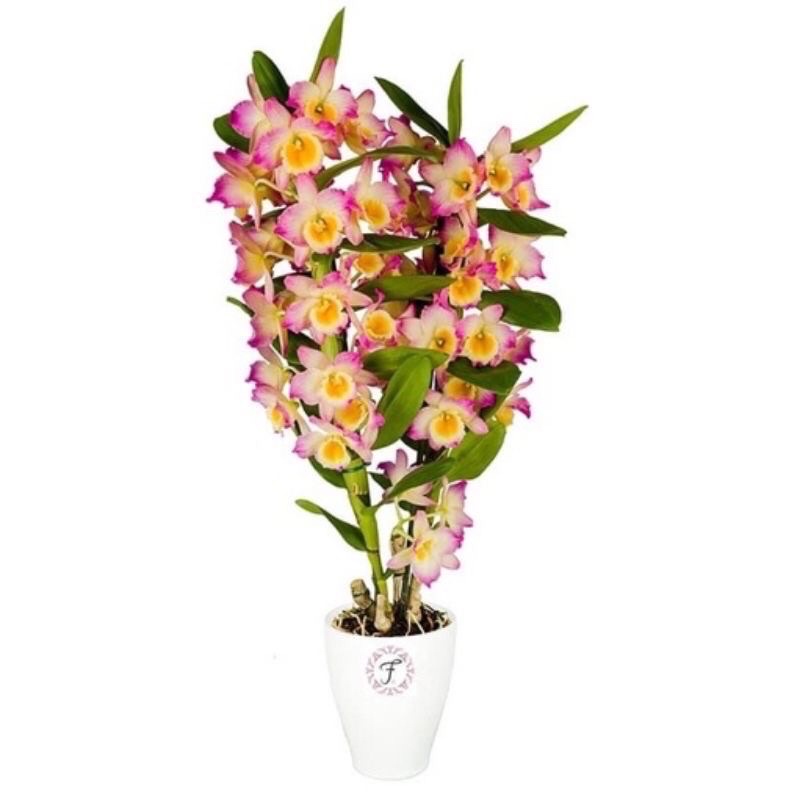 Hoa Lan denro Xuân sỉ 5k