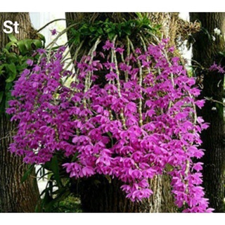Lan trầm tím hoa đẹp, sức sống khỏe
