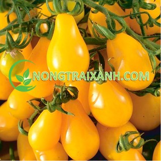 30h - hạt giống cà chua quả lê vàng