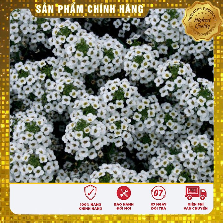 Hạt giống hoa ngàn sao trắng (50 hạt)