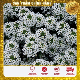 Hạt giống hoa ngàn sao trắng (50 hạt)