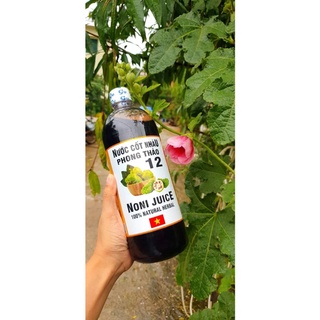 NƯỚC CỐT TRÁI NHÀU TƯƠI- NONI JUICE HÀNG XUẤT KHẨU