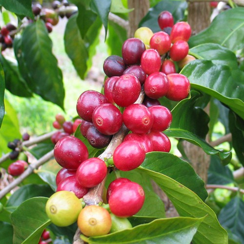 Arabica Cầu Đất rang mộc – 250Gr cafe Thượng Hạng