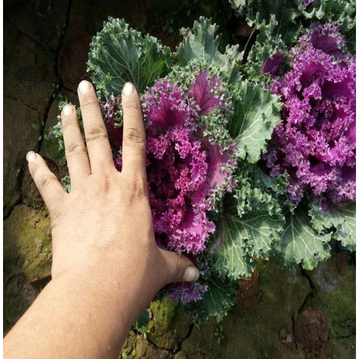 Rau Cải Xoăn Kale Mix Màu Đẹp Như Bông Hoa