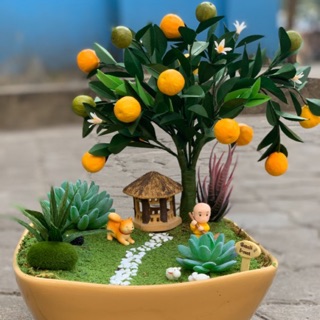 Set nguyên liệu làm cây quất bonsai.