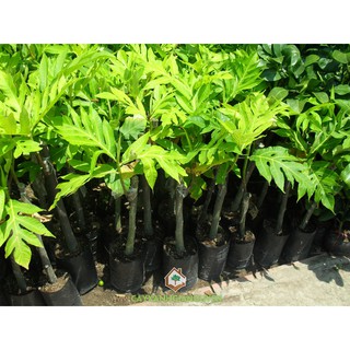 CÂY GIỐNG SAKE - CÂY GIỐNG CHUẨN F1 - SIÊU QUẢ