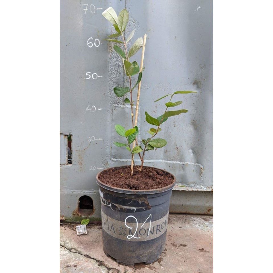 Ổi dứa cây giống
