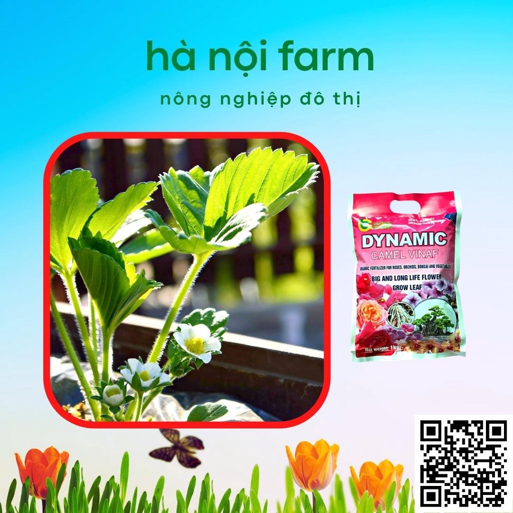 Phân bón hữu cơ tổng hợp Dynamic Nhật bản túi 1kg, khỏe cây nhiều
