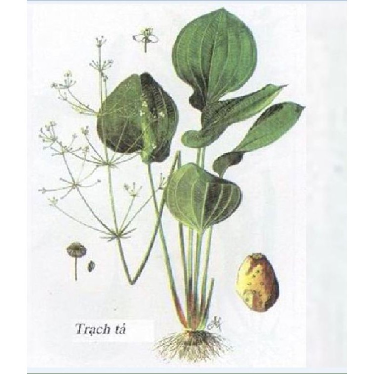 Hạt giống trạch tả - Cây dược liệu -  gói 50 hạt