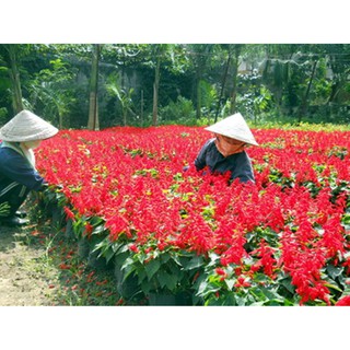HẠT GIỐNG HOA XÁC PHÁO ĐỎ