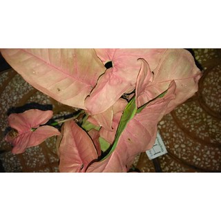 Trầu bà phú quý
