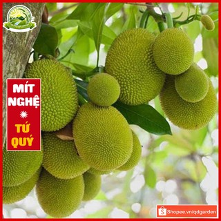 Cây mít nghệ tứ quý - cây con giống F1 phù hợp miền nhiệt đới nóng ẩm ra trái quanh năm giá trị kinh tế cao - QD51