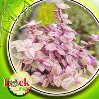 3 Cây Pink Lady ‘Violet’