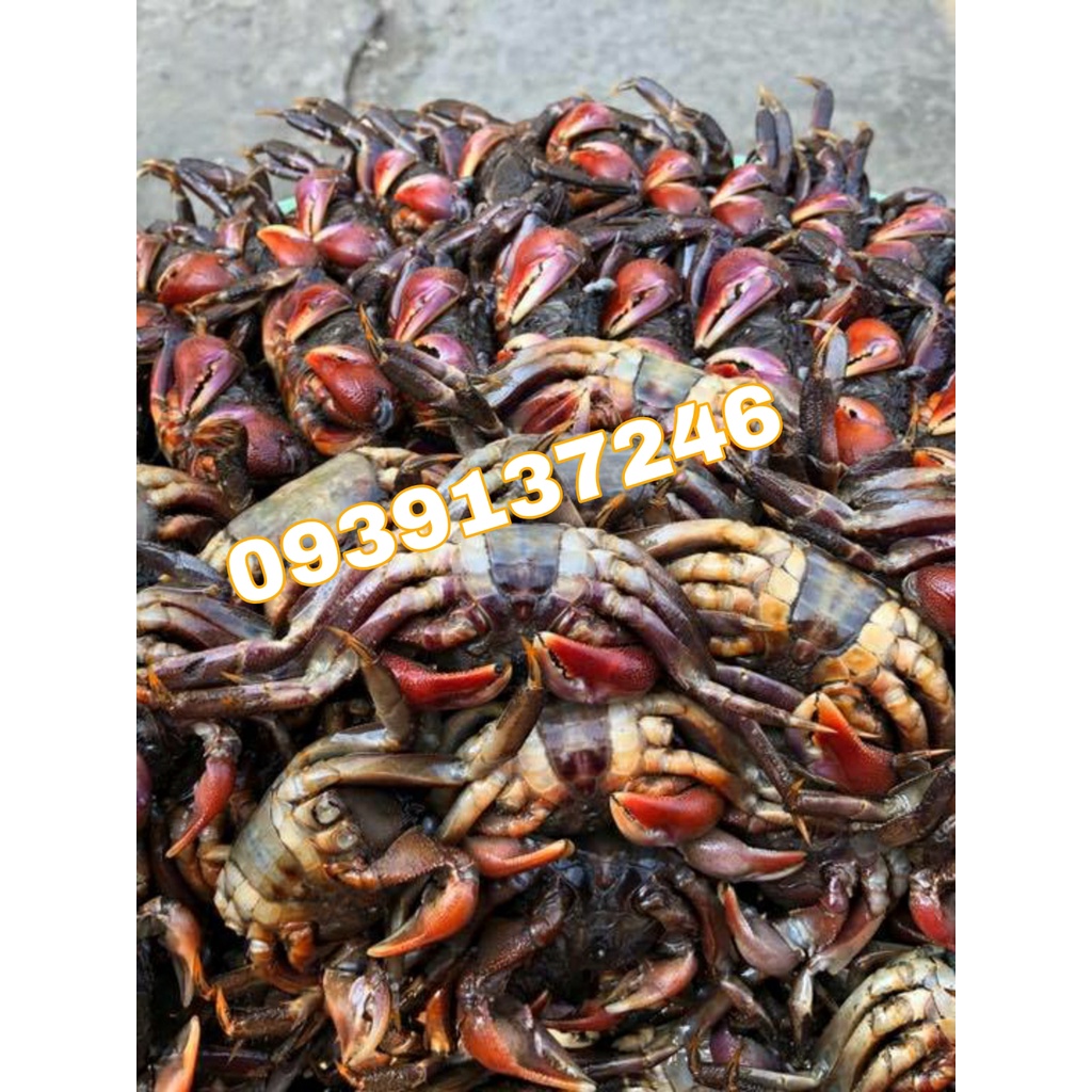 1kg Ba khía Cà Mau size lớn 12-15c bao thịt-Hàng chuẩn tại vựa ba Khía Cà Mau