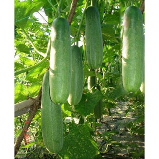 Hạt giống dưa leo VL 108 F1 Hoa Sen