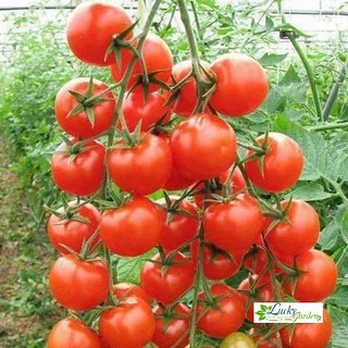 1g Hạt giống Cà chua bi (tặng gói Kích nẩy mầm và Hướng dẫn) XTRA