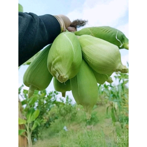 5 Lạng hạt giống ngô nếp nù sữa