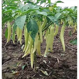 Combo 3 gói Hạt Giống Ớt Sừng Vàng Châu Phi