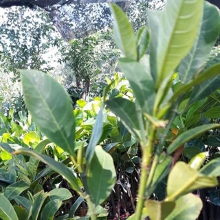 Cây giống mít Mã Lai siêu trái