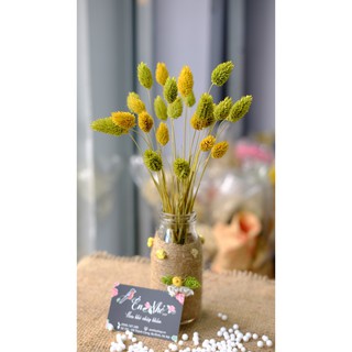 Lọ hoa khô Phalaris 20 bông Hà Lan phong cách vintage