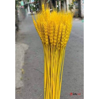 Bông Lúa Mạch Vàng Trang Trí Ngàn Năm