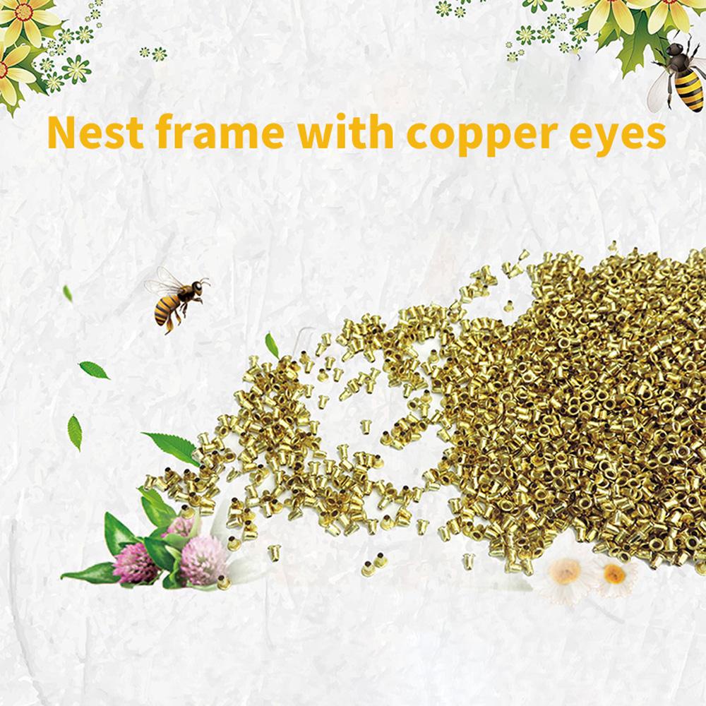 Hộp Nuôi Ong Mắt Đồng AUGUSTINA