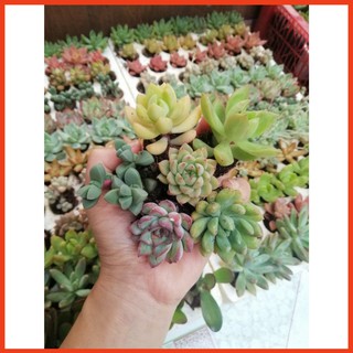 SEN ĐÁ ĐÀ LẠT RANDOM SIZE BÉ 🌇 (1 cây, mua nhiều chọn khác loại tối đa 4) ❤️ HƯ 1 ĐỔI 1