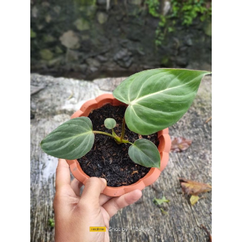 Giày Philodendron Gloriosum Chất Lượng Cao | BigBuy360 - bigbuy360.vn
