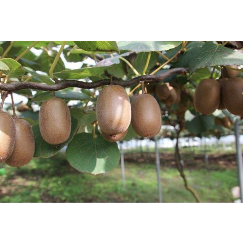 Giống Kiwi nhật trái to ngọt đậm