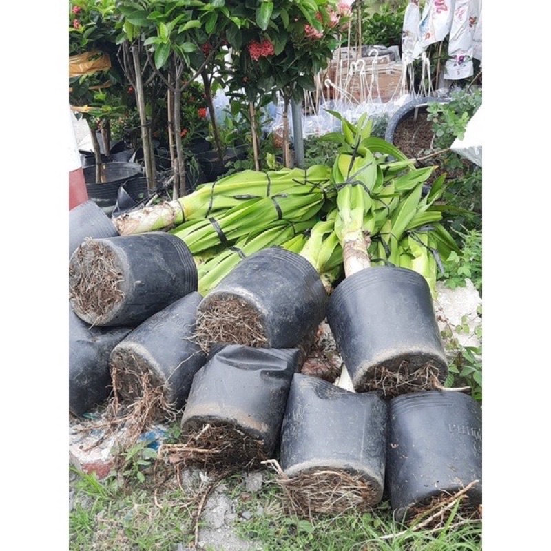 Cây Đại tướng quân - cây to như hình