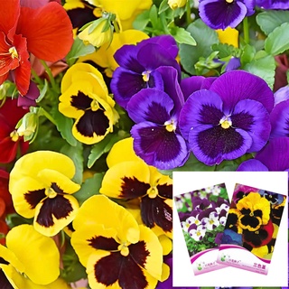 Hạt giống Pansy / Viola / Cat Face 50 Hạt giống Pansy nhập khẩu