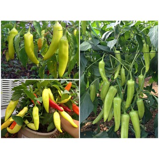 Hạt giống ớt sừng châu phi (ớt chỉ địa) - Rau củ quả trồng tại vườn, sân thượng, nông trang, ban công