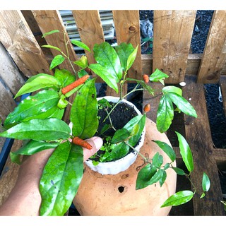 Chậu cây Tiêu Lốp